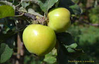 zelenka_sochnaj_2016_777.jpg