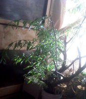 IMG03819.jpg
