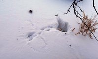 Сорока мышковала, а может быть ворона, но тоже хороша