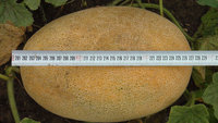 DSC07483-1.jpg