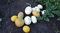 DSC09029-1.jpg