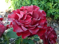 IMG_0633.JPG