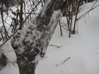 IMG_1329.JPG