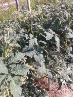20160814_170258.jpg