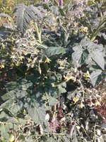 20160814_170303.jpg