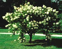 Hyd_panic_grandiflora_flfm.jpg