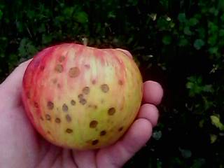 IMG0509A.jpg