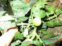 Пиноккио (Morovoseed) в ведре пока в теплице