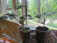 IMG_0116.JPG