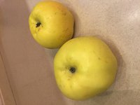 Яблоки очень красивого лимонного цвета, крупные,по вкусу есть аромат антоновки, но более душистые и, более сладкие.Очень вкусные, хранятся. Сейчас, правда, уже становятся ватными, но внешний вид не плохой, Вы видите.Может у кого растет этот сорт?