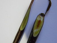 DSCN8187_resize.JPG