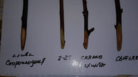 20170204_101207.jpg