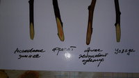 20170204_101741.jpg