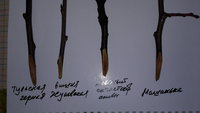 20170204_104632.jpg