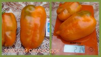 ЗОЛОТОЙ САМОРОДОК.jpg