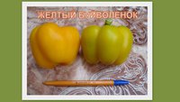 ЖЕЛТЫЙ БУЙВОЛЕНОК.jpg