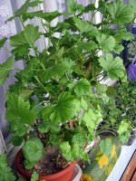 IMG_2246.JPG