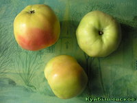 Куйбышевское_2007.jpg
