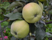 k113_1.jpg
