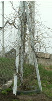 PICT0366.JPG