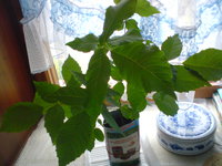 DSC05308.JPG