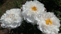 White Grace
