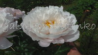 White Grace