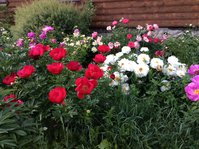 IMG_6157.JPG