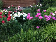 IMG_6527.JPG