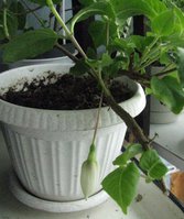 IMG_2265.JPG