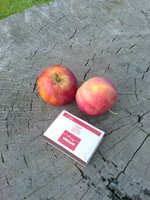 Chestnut1.jpg