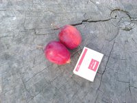 Pionerochka