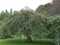 Hyvingiensis в ботаническом саду Гельсинки.