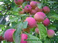 Китайка санинская