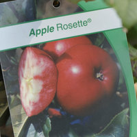 Rosette.jpg