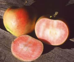 Blush Rosette.jpg