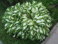 Undulata 'Mediovariegata'