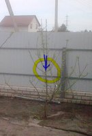 Синап_Алекс.jpg