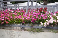 P1010733.JPG