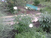 2016-06-25 19.52.29.jpg