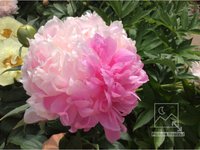 IMG_0951.JPG
