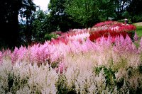 Astilbe+arensii+Showstar+full.jpg (1.06 МБ) 1466 просмотров Astilbe+arensii+Showstar+full.jpg