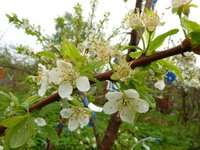 Мара (алыча гибридная)