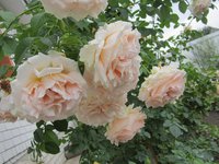 IMG_1496.JPG