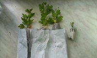IMAG0975.jpg