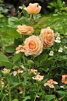 0_8107c_175de00e_L.jpg