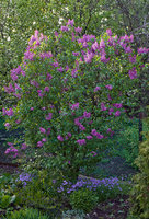махровая-куст-май-2011.jpg