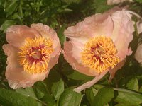 DSC_0106.jpg