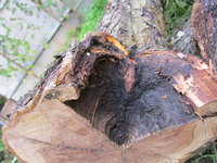 IMG_3805.JPG