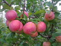 2012-08-23_Желанное.jpg